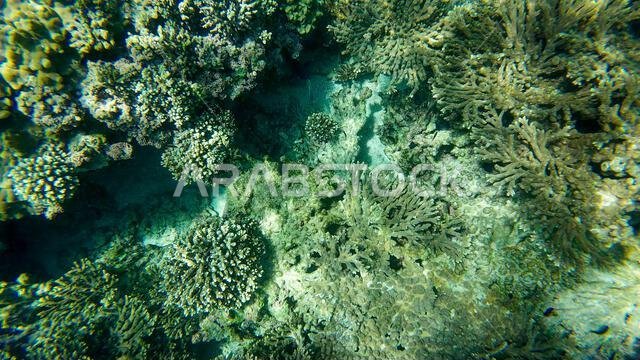 Photography of fish and corals in Oman near Muscat during spring sunny ...