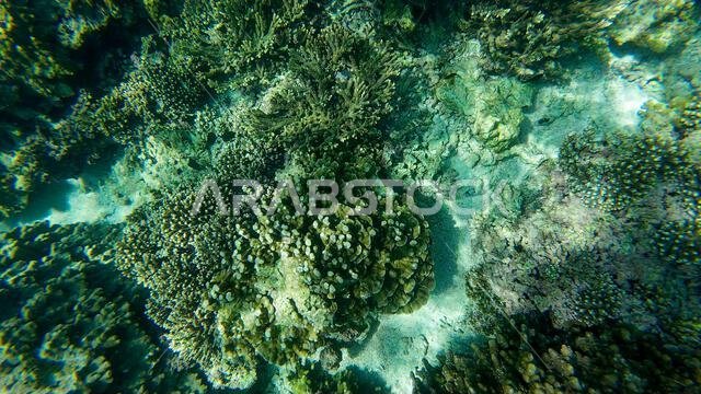 Photography of fish and corals in Oman near Muscat during spring sunny ...