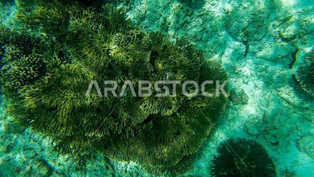 Photography of fish and corals in Oman near Muscat during spring sunny ...