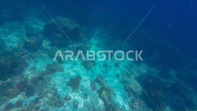 Photography of fish, sharks and corals in Oman near Muscat during ...