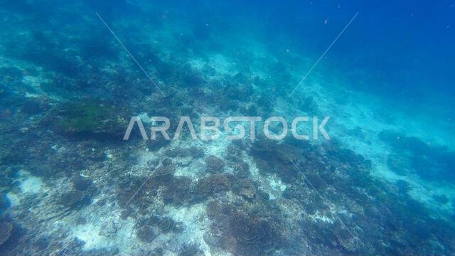 Photography of fish, sharks and corals in Oman near Muscat during ...