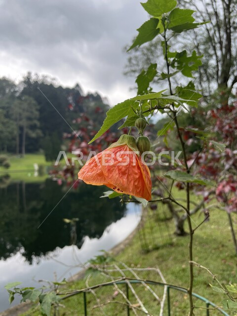 صورة مقربة لزهرة عطرية جميلة متفتحة في الطبيعة ، زراعة الازهار والورود الطبيعية ، خلفية للطبيعة ، ورود طبيعية في الحديقة 