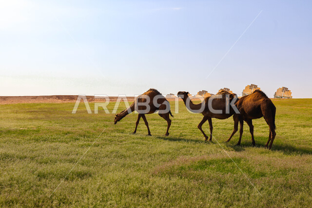 قطيع من الجمال في المراعي الخضراء في المملكة العربية السعودية ، محميات طبيعيه, تربية الإبل ، أضاحي عيد الأضحى المبارك, حيوانات أليفه 