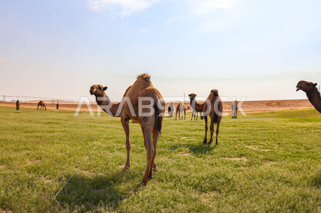 قطيع من الجمال في المراعي الخضراء في المملكة العربية السعودية ، محميات طبيعيه, تربية الإبل ، أضاحي عيد الأضحى المبارك, حيوانات أليفه 