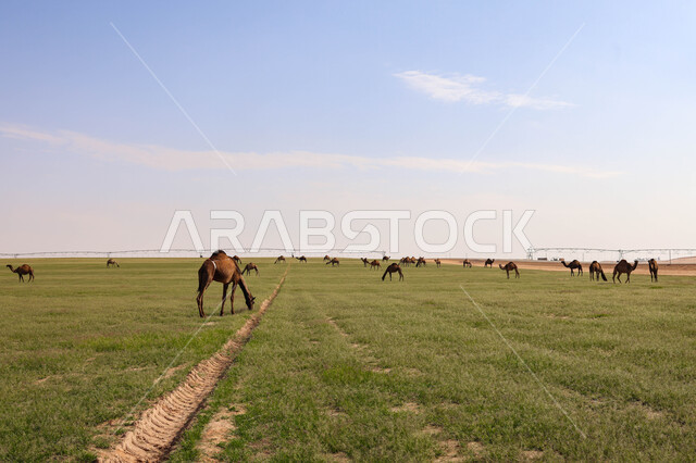 قطيع من الجمال في المراعي الخضراء في المملكة العربية السعودية ، محميات طبيعيه, تربية الإبل ، أضاحي عيد الأضحى المبارك, حيوانات أليفه 