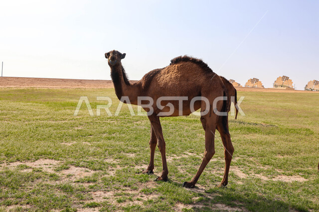 قطيع من الجمال في المراعي الخضراء في المملكة العربية السعودية ، محميات طبيعيه, تربية الإبل ، أضاحي عيد الأضحى المبارك, حيوانات أليفه 
