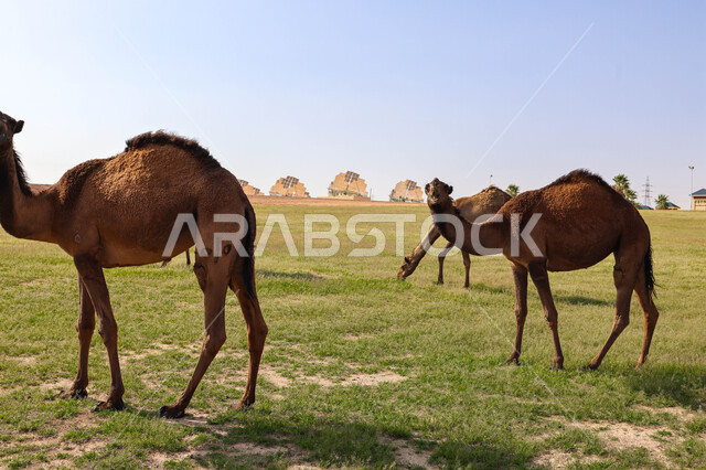 قطيع من الجمال في المراعي الخضراء في المملكة العربية السعودية ، محميات طبيعيه, تربية الإبل ، أضاحي عيد الأضحى المبارك, حيوانات أليفه 