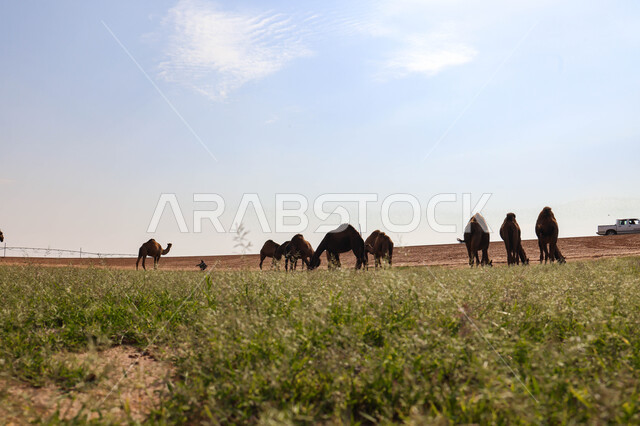 قطيع من الجمال في المراعي الخضراء في المملكة العربية السعودية ، محميات طبيعيه, تربية الإبل ، أضاحي عيد الأضحى المبارك, حيوانات أليفه 