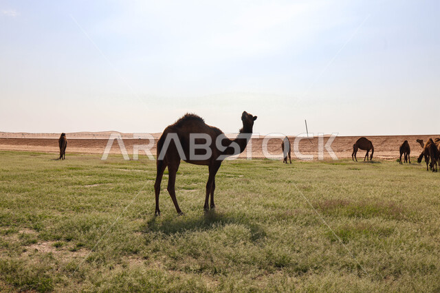 قطيع من الجمال في المراعي الخضراء في المملكة العربية السعودية ، محميات طبيعيه, تربية الإبل ، أضاحي عيد الأضحى المبارك, حيوانات أليفه 