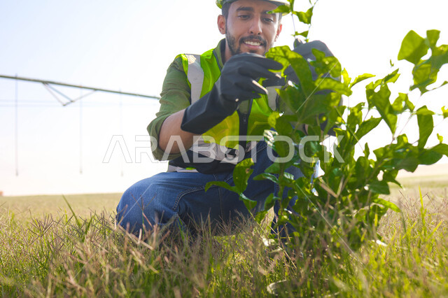 A Saudi Arab Gulf agricultural engineer supervises an agricultural field, taking care of plants, wearing a helmet and a protection jacket, agricultural crops, the agricultural sector, agricultural technology, machinery and equipment for future irrigation
