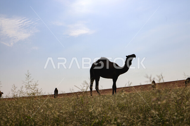 قطيع من الجمال في المراعي الخضراء في المملكة العربية السعودية ، محميات طبيعيه, تربية الإبل ، أضاحي عيد الأضحى المبارك, حيوانات أليفه 