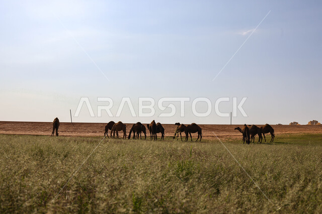 قطيع من الجمال في المراعي الخضراء في المملكة العربية السعودية ، محميات طبيعيه, تربية الإبل ، أضاحي عيد الأضحى المبارك, حيوانات أليفه 