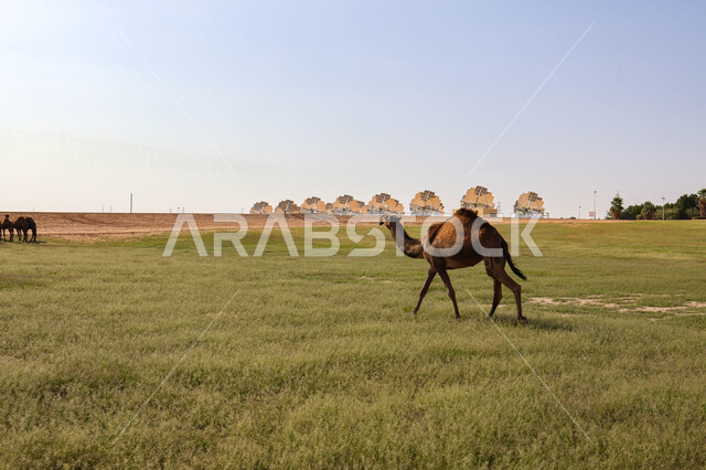 قطيع من الجمال في المراعي الخضراء في المملكة العربية السعودية ، محميات طبيعيه, تربية الإبل ، أضاحي عيد الأضحى المبارك, حيوانات أليفه 