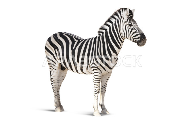 Close-up of zebra, zoo, wild animals, mammal, white background