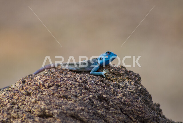 صورة لسحلية ( العظاء ) تقف على حجر صخري ، الحرباء الملونه, حيوانات زاحفة برية تعيش في الاماكن الصحراوية 