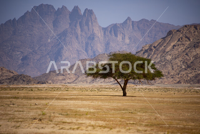 الطبيعه الصحراويه ذات الرمال الذهبية ، شجرة في وسط الصحراء في وضع النهار، الجبال الصخريه, خلفية الطبيعة 