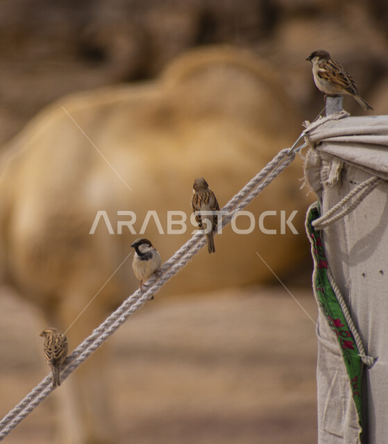 A group of birds standing on a suspended rope, nature reserve, birds wallpapers