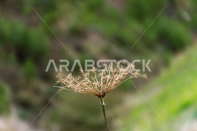 زهرة برية في أحد الحقول بخلفية ضبابية لأشجار خضراء، النباتات والطبيعة البرية 