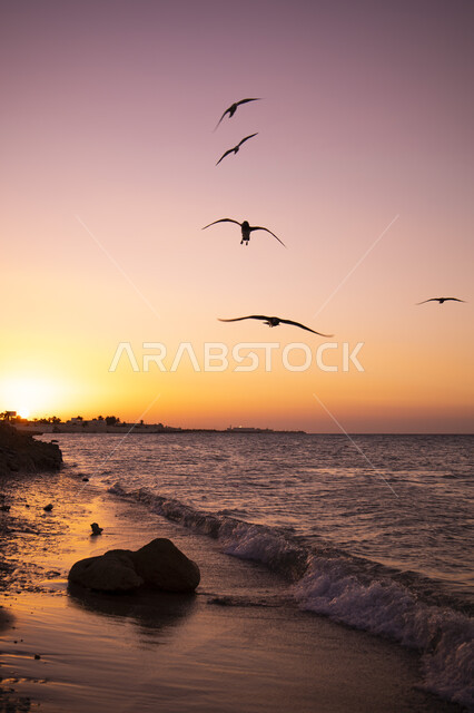 Natural view of Yanbu beach, seagulls flying in the sky at sunset, natural scenery
