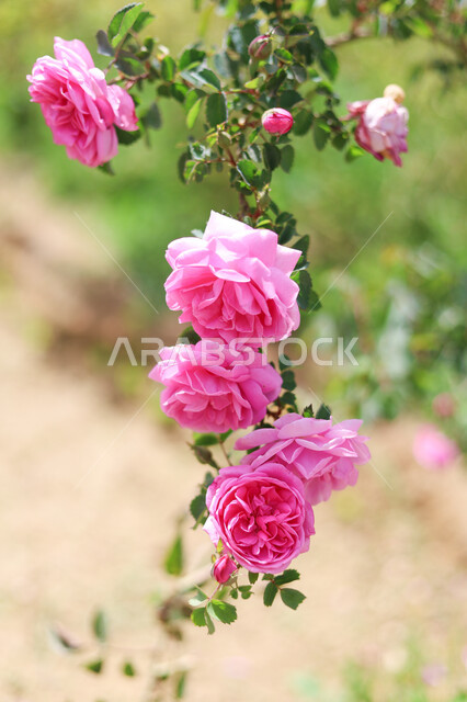 A close-up of the sectarian rose, natural roses, natural backgrounds, the cultivation of aromatic flowers in the Kingdom, the background of nature