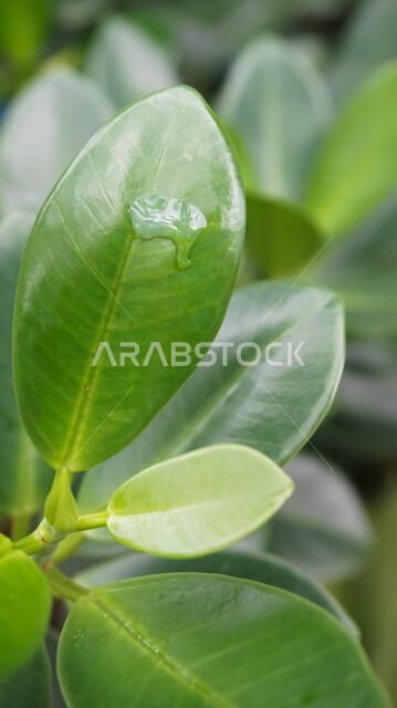 صورة مقربة لقطرات المطر على ورق الاشجار، اوراق خضراء، قطرات الماء، خلفية الطبيعة