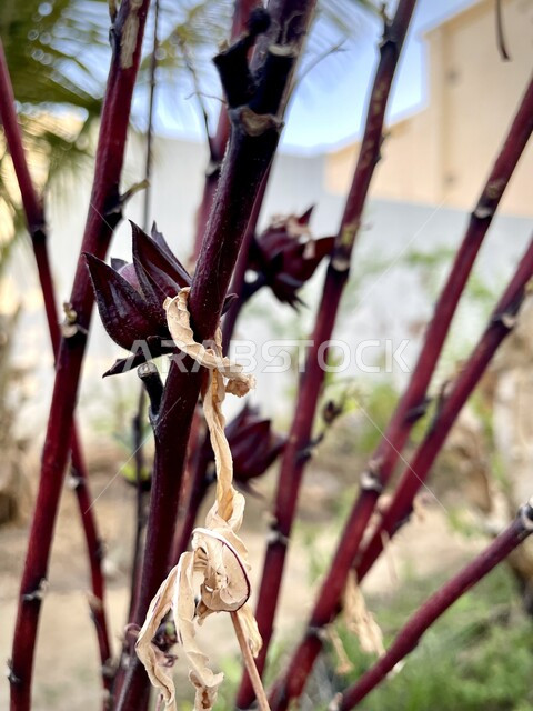 شجرة الكركديه في أحد المزارع ، خلفية الطبيعة ، أشجار ومحاصيل زراعية