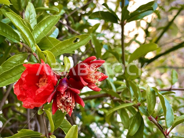 زهور  شجرة الرمان في أحد المزارع ، خلفية الطبيعة ، أشجار ومحاصيل زراعية