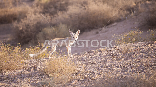 Wild fox among the trees in a wilderness reserve, wild animal, nature reserve, fox animal