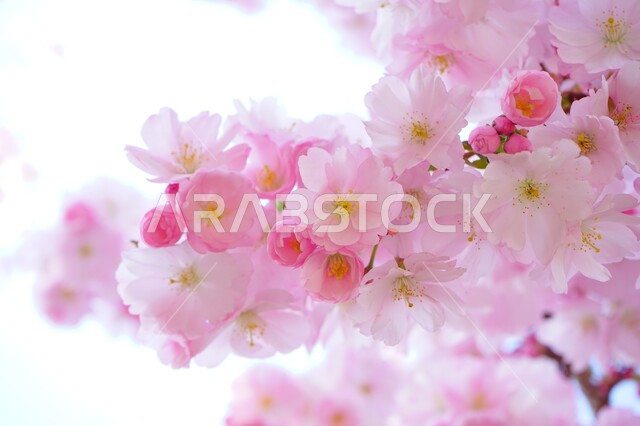 Blooming pink flower, natural flowers, white roses, spring flowers, fragrant flowers, nature wallpaper