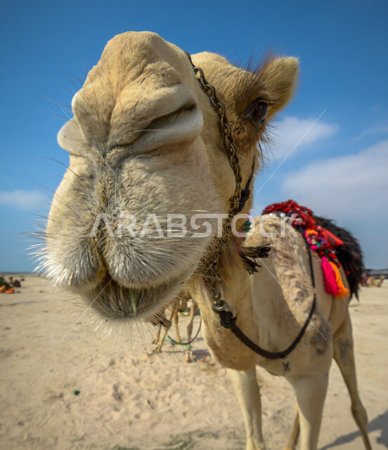 صورة مقربة لجمل في محمية طبيعية بالمناطق الصحراوية، تربية الجمال والإبل، المناطق الصحراوية، الطبيعة الصحراوية، محمية طبيعية، محمية برية