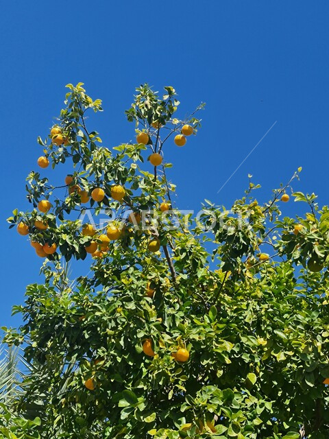 شجرة البرتقال في أحد المزارع ، خلفية الطبيعة ، أشجار ومحاصيل زراعية