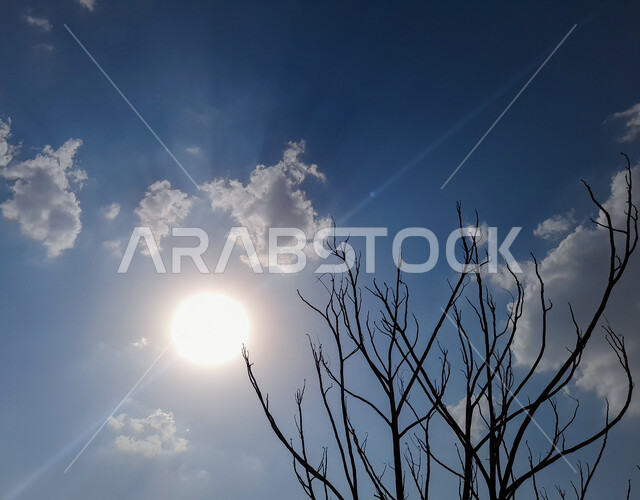 صورة مقربة لاغصان الاشجار بدون اوراق، اشعة الشمس، السماء الزرقاء، مناظر طبيعية خلابة، خلفية الطبيعة