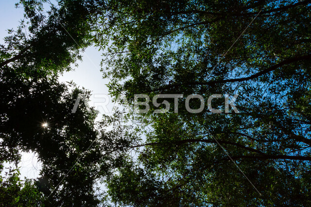 Green trees and plants, sunlight, beautiful scenery, green nature, nature background