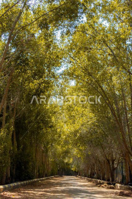 طريق وسط الاشجار والنباتات الخضراء، الغابات والحدائق، مناظر طبيعية خلابة، الطبيعة الخضراء، خلفية الطبيعة