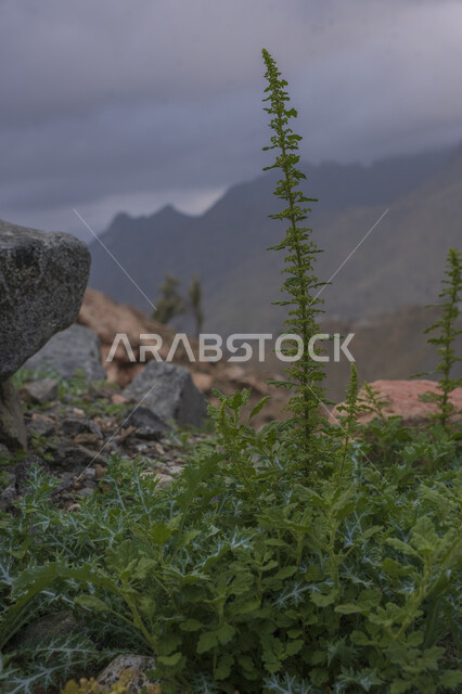 النباتات والأشجار الطبيعية الخضراء ، خلفية جبال الطائف في المملكة العربية السعودية ، المرتفعات الجبلية ، خلفية الطبيعة