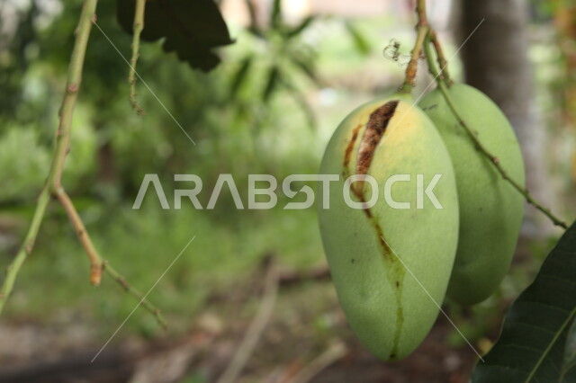 صورة مقربة لحبة المانجا الفاسدة معلقة على الشجرة، الاشجار والنباتات الخضراء، فاكهة المانجا، ثمار طازجة، خلفية الطبيعة