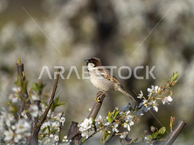 طائر صغير يقف فوق أغصان الأشجار، محمية طبيعية، تربية الطيور، الاشجار والنباتات، طائر صغير، خلفية الطبيعة