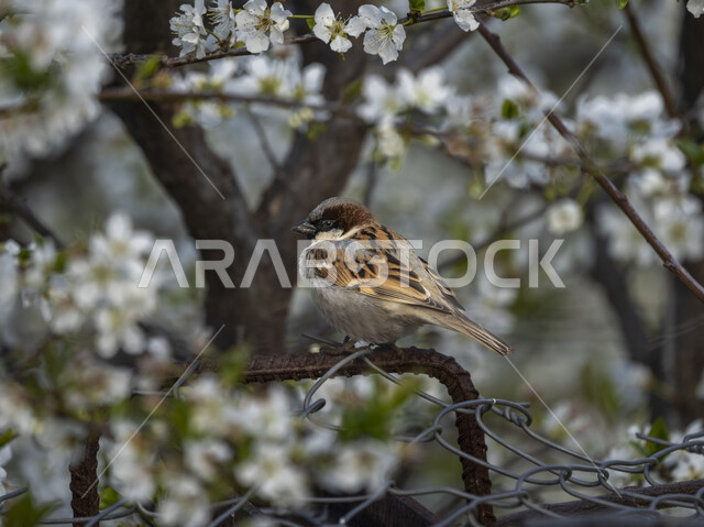 طائر صغير يقف فوق أغصان الأشجار، محمية طبيعية، تربية الطيور، الاشجار والنباتات، طائر صغير، خلفية الطبيعة