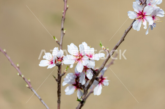 صورة مقربة لازهار شجرة اللوز، ازهار بيضاء متفتحة، الطبيعة في فصل الربيع، اشجار اللوز المزهرة، زراعة الاشجار المزهرة، خلفية الطبيعة