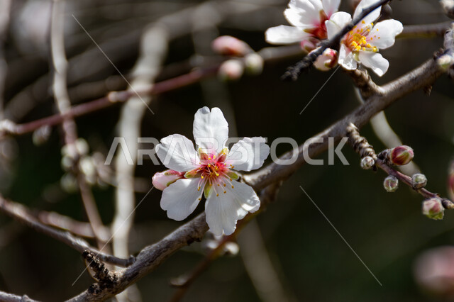Close-up of almond tree blossoms, white blossoms in bloom, nature in spring, flowering almond trees, flowering tree planting, nature background