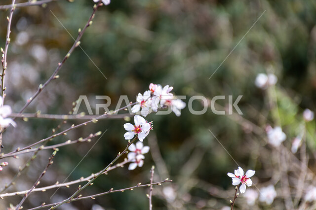 ازهار شجرة اللوز، ازهار بيضاء متفتحة، الطبيعة في فصل الربيع، اشجار اللوز المزهرة، زراعة الاشجار المزهرة، خلفية الطبيعة