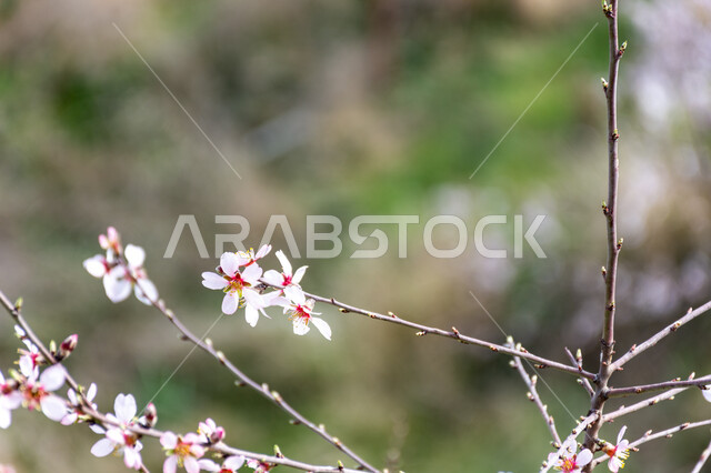 ازهار شجرة اللوز، ازهار بيضاء متفتحة، الطبيعة في فصل الربيع، اشجار اللوز المزهرة، زراعة الاشجار المزهرة، خلفية الطبيعة