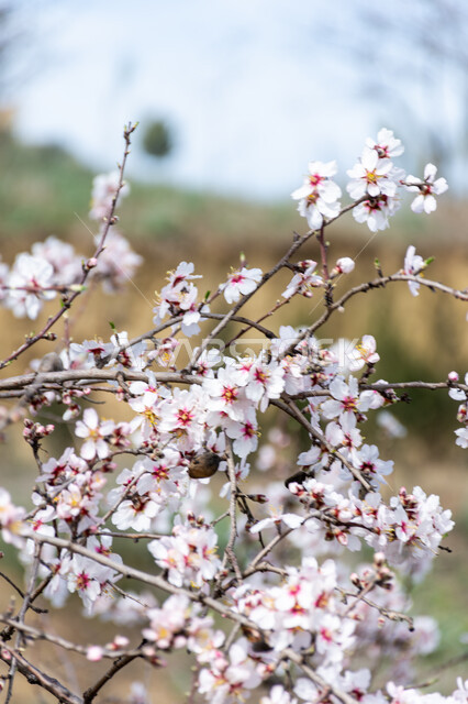 ازهار شجرة اللوز، ازهار بيضاء متفتحة، الطبيعة في فصل الربيع، اشجار اللوز المزهرة، زراعة الاشجار المزهرة، خلفية الطبيعة