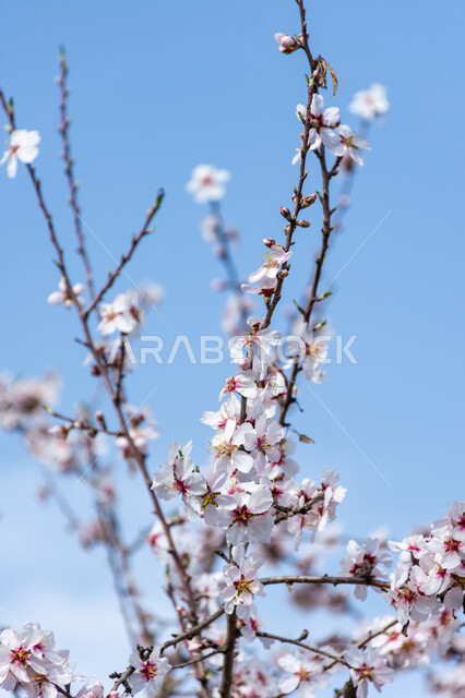 Almond tree blossoms, open white flowers, nature in spring, flowering almond trees, flowering tree planting, nature background