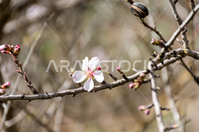 almond tree flower, white flower in bloom, nature in spring, flowering almond trees, planting flowering trees, nature background