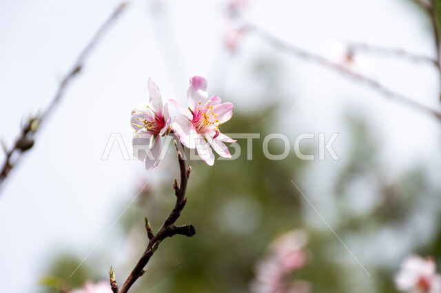 Close-up of almond tree flower, white flower in bloom, nature in spring, flowering almond trees, flowering tree planting, nature background