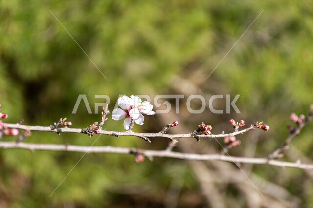 Almond tree flower, white flowers blooming, nature in spring, flowering almond trees, planting flowering trees, green nature, nature background