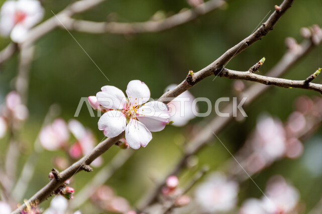 صورة مقربة لزهرة شجرة اللوز، ازهار بيضاء متفتحة، الطبيعة في فصل الربيع، اشجار اللوز المزهرة، زراعة الاشجار المزهرة، خلفية الطبيعة
