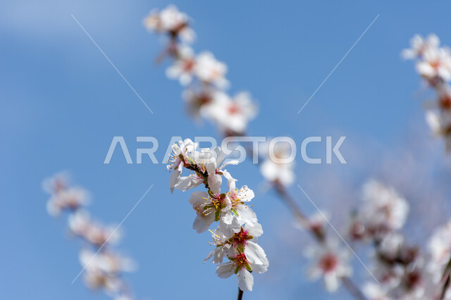 ازهار شجرة اللوز، ازهار بيضاء متفتحة، الطبيعة في فصل الربيع، اشجار اللوز المزهرة، زراعة الاشجار المزهرة، خلفية الطبيعة