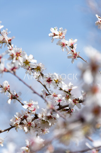 ازهار شجرة اللوز، ازهار بيضاء متفتحة، الطبيعة في فصل الربيع، اشجار اللوز المزهرة، زراعة الاشجار المزهرة، خلفية الطبيعة